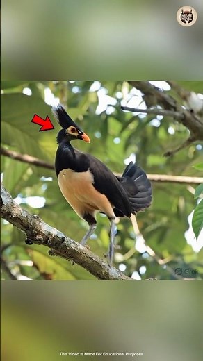 This Nesting Technique is Absolutely Genius 🐣 #wildlife #facts
