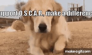 Rescue a Life. Support O.S.C.A.R. on Make a GIF