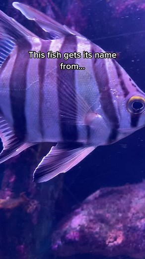 Discover the Surprising Screaming Fish!