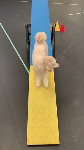 Teeter Totter Training