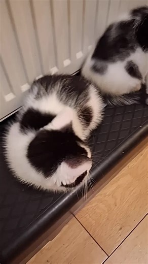 Fed, watered and ready for a sleep. 👏🏾😸🐾 #pixieandpanda #kittensoftiktok #cute #petsoftiktok