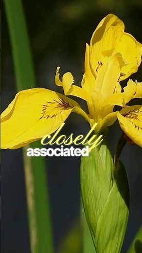 The National Flower of France - Fleur-de-lis