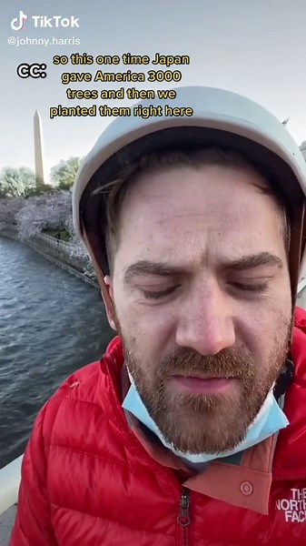 Why Washington DC Has So Many Cherry Blossom Trees Explained