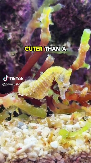 Caring for Dwarf Seahorses in a 4 Gallon Macro Mini Pond