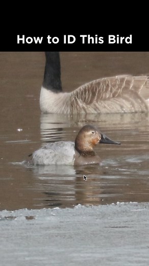 Canvasback (female) identification example | LycoBirds