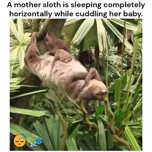 47K views · 2K reactions | A mother sloth sleeps horizontally, cuddling her baby.  | We Are Nature | Facebook