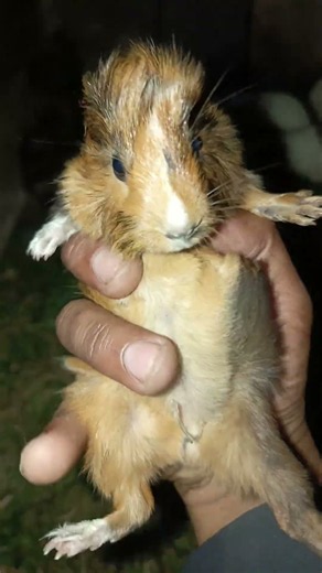 part 88 || omg so beautiful baby guinea pig animals 😍 #pets #farming #guineapighome #cute #guineapig