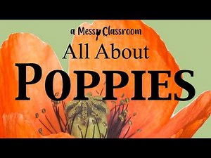 All About Poppies | Surprising Facts All About Poppies | Poppy History & Science #plants #flowers