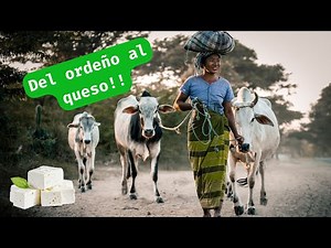 Cómo se hace el queso artesanal: del ordeño a la mesa | Desarrollo sustentable
