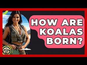 How Are Koalas Born? - The Wild Life Explorer