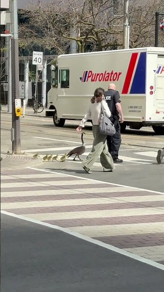 Police Escorting Geese Across a Busy Toronto Intersection || ViralHog