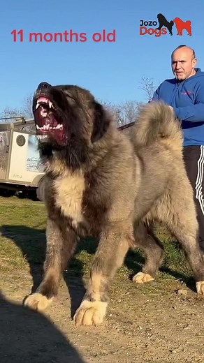 Caucasian Shepherd Dog: Characteristics, Origin, and Behavior
