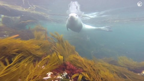 DIVER GETS UP CLOSE WITH A LEOPARD SEAL