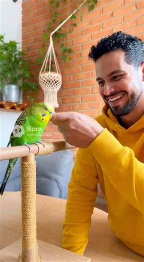 Pin pin el periquito 🦜