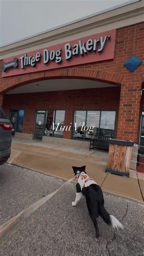 A day in the life of a teenage border collie: ✨ snacks from a dog bakery (chefs kiss!) 🎅🏼 met Santa (-0000001/10 would NOT boop again) 🐴 saw a horse for the first time (??? very suspicious) Remember. Field trips don’t have to be big to be meaningful… new places, new species, and lots of positive firsts! Thank you to @tdbperrysburg for the doggy hot cocoa taste test & @petsmartrossford for the chance to see Santa Paws so Maven could try to convince him she’s actually not that naughty! #dogtrai