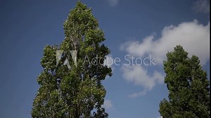 Poplar trees shaken by a strong wind on a sunny day with blue sky in the background. Tuscany, Italy.