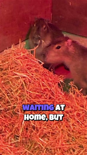 Missing Capybara: Marwell Zoo Escapee On The Run! #shorts