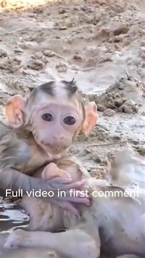 _Heartwarming Moments with Adorable Baby Monkeys _ Cuteness Overload!_ | Precious Monkey | Facebook