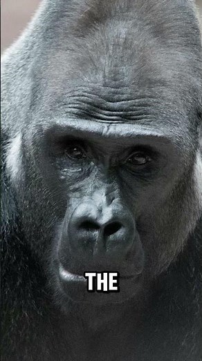 Gentle Giants of the Forest: Surprising Secrets of Gorillas 🦍