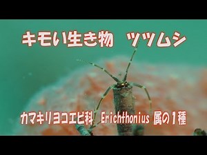 キモい生き物 ツツムシ カマキリヨコエビ科 キモい虫