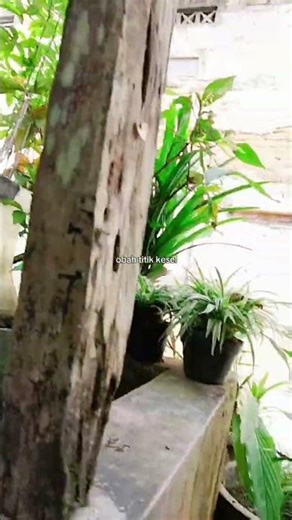 anggur kolesom orang tua #vlog