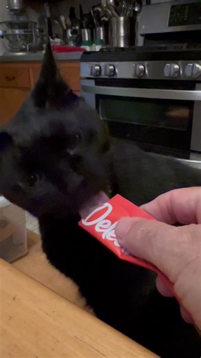 Thackery Binx tries a tube of Delectables and he likes it! | Pepino the CH Kitten