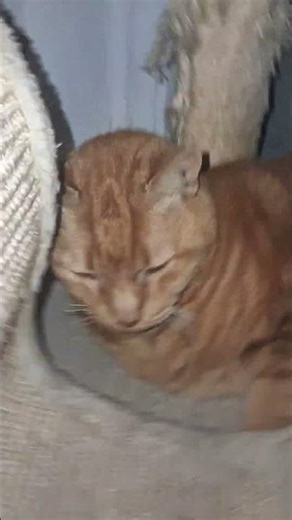 ο πίπης χορεύει στα καλά του