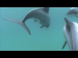 New Zealand Maui's dolphins face extinction