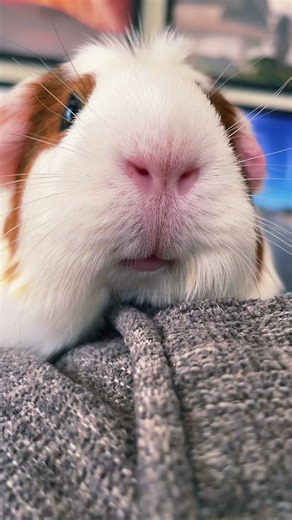 Funny Guinea Pigs Purring Compilation