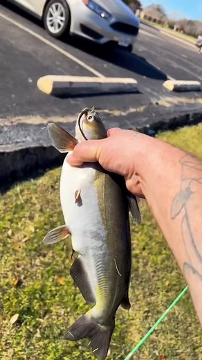 The best fish fry recipe (catch clean cook) #cooking #fishing #outdoors #easyrecipe #cheapprice #seafoodlover | Wade Fishez