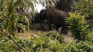 5.3K views · 85 reactions | Virtually visit the herd of Asian elephants in the Kaziranga Forest Trail through our webcams on our website!  Check them out here: www.dublinzoo.ie/animals/animal-webcams/elephants | Dublin Zoo | Facebook