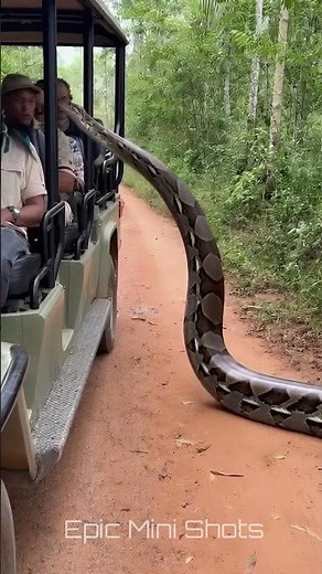Giant Python Climbs Into Safari Jeep — Passengers Freeze in Fear! 😱🐍