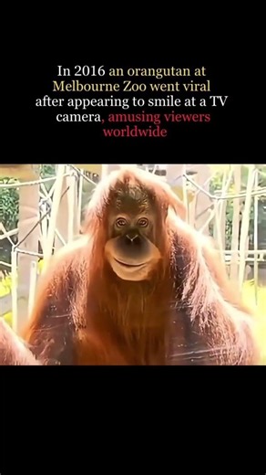 Orangutan Smiles at TV Camera and Goes Viral Worldwide