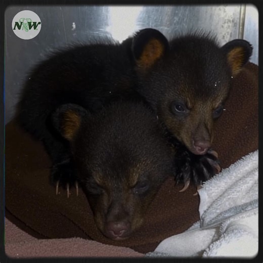 15K views · 1.4K reactions | Bear cubs discover safety after being found alone—[Full story in 헰헼헺헺헲헻혁] | Nature and Wildlife TV | Facebook