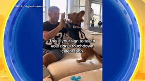 Video Teaching your dog a touchdown celebration