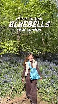 Where to see bluebells near London - bluebells in England in bloom #bluebells #londondaytrips