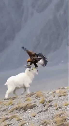 EAGLE Tries To Snatch A GOAT!😱