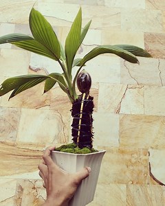 452K views · 3.3K reactions | Cara mudah membuat bonsai kelapa | Dek Dwi Payadnya | Facebook