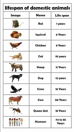 Lifespan of domestic animals