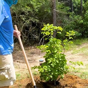 6.5K views · 55 reactions | This Will CHANGE Our Property FOREVER #TreePlantingProject #HomesteadLife #PropertyUpgrade #PlantingTrees | Piney Grove Homestead and Mini Farm | Facebook