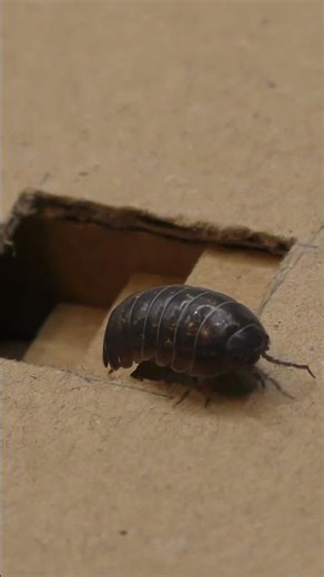 INFINITE Pill Bugs 🌀 Satisfying Loop