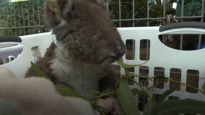 Australia bushfires: The race to save animal casualties