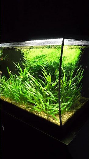 Fluval Flex planted aquarium 🌿 #shorts