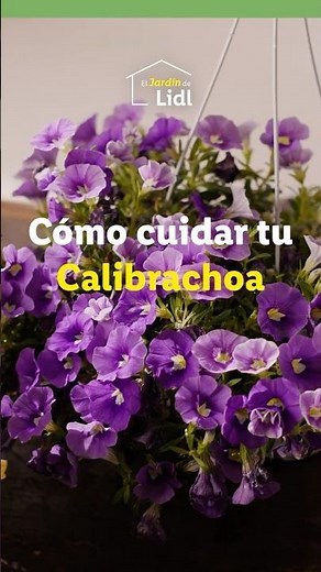 How to care for your Calibrachoa 🪴#shorts