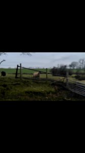 2.2K views · 83 reactions | Good morning from the happy sheep. Lots coming this year to raise funds to continue and build sheep sanctuary. Sheep hugging sessions will be back in April. Our on site huts will be running from spring. We are also launching art workshops, which includes, wet felting, needle felting, peg looming, plus art classes and so much more. Exciting times ahead. It’s all about the sheep x | Sheep Sanctuary | Facebook