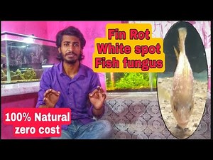 Complete treatment of Fin Rot, White spot and fungus disease in fish | 100% Natural | Zero Cost |