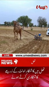 2.3K views · 609 reactions | Farmers in Thal doing farming using camels - UMEED News #umeednews #collegebasketball #basketballgame #WomensBasketball #NFLTrade #seasonopener #MondayNightFootball #newlaunch #NFLNews #businessgrowth #fulltimejob | Umeed News | Facebook