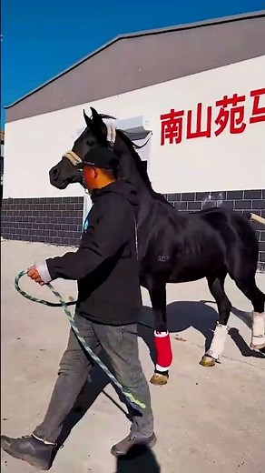 My darling is home! Top quality black Arabian stallion
