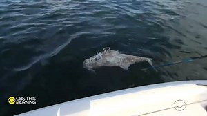 19K views · 304 reactions | A toxic red tide has killed 1,000 tons of sea life and made it hard for humans to breathe along Florida's gulf coast, just as the economy recovers. Ben Tracy took an up-close look at the devastation and how climate change may be contributing to the problem. | CBS Mornings | Facebook