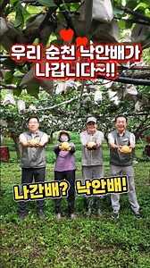 [순천농협]🍐가을이 기다려지는 맛, 달콤하고 아삭한 ‘순천배’